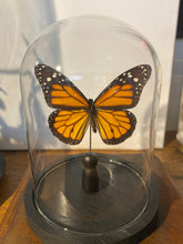 Charger l'image dans la galerie, Globe papillon
