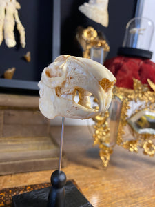 Crâne de lapin