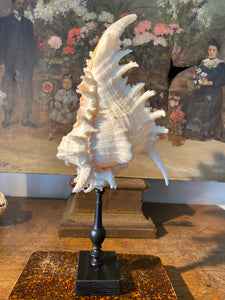 coquillage Murex grand modèle