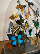 Charger l&#39;image dans la galerie, Envolée de papillons sous globe Napoleon 3, ENVOI IMPOSSIBLE
