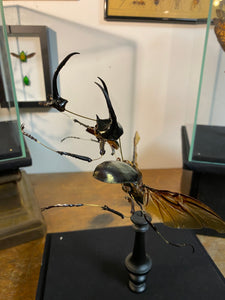 Eclaté de scarabée sous vitrine
