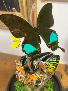 Cloche envolée de papillons sur bois tortueux