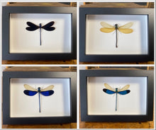 Charger l&#39;image dans la galerie, Cadres Libellules (demoiselles)
