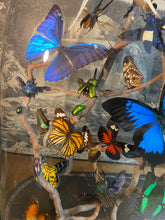 Charger l&#39;image dans la galerie, Envolée d’insectes sous globe napoléonien (ENVOI À ORGANISER AVANT ACHAT)
