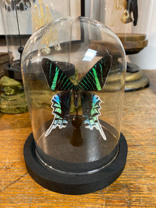 Papillon urania leilus sous globe en verre