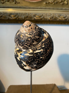 Coquillage cittarium pica