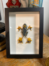 Charger l&#39;image dans la galerie, Cadre véritable grenouille « Prince charmant! » rhacophorus reinwardtii
