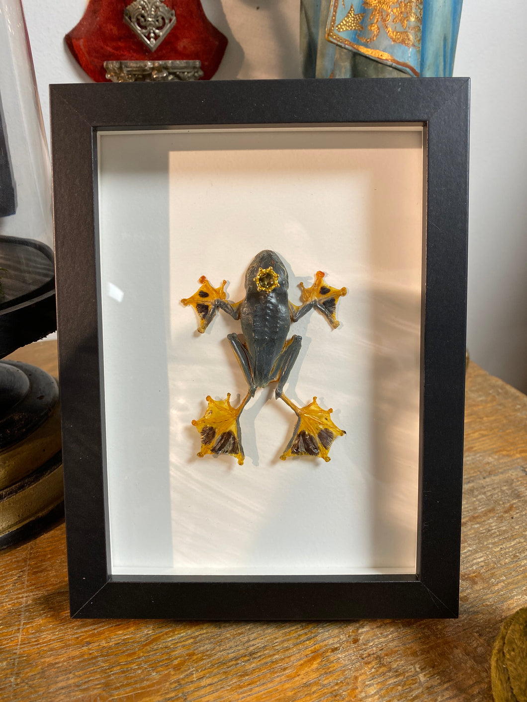 Cadre véritable grenouille « Prince charmant! » rhacophorus reinwardtii