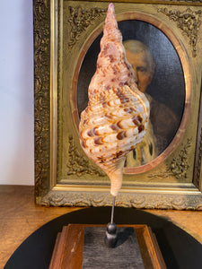 Coquillage triton