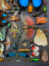 Charger l'image dans la galerie, Cadre aux insectes
