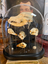 Charger l&#39;image dans la galerie, Globe aux crânes
