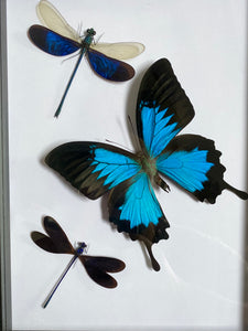 Cadre envolée de papillon et libellules