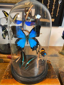 Cloche envolée de papillons sur bois tortueux