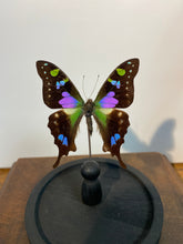 Charger l&#39;image dans la galerie, Papillon graphium weiskei sous globe en verre
