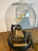 Charger l&#39;image dans la galerie, « Le petit oiseau est sorti!!
