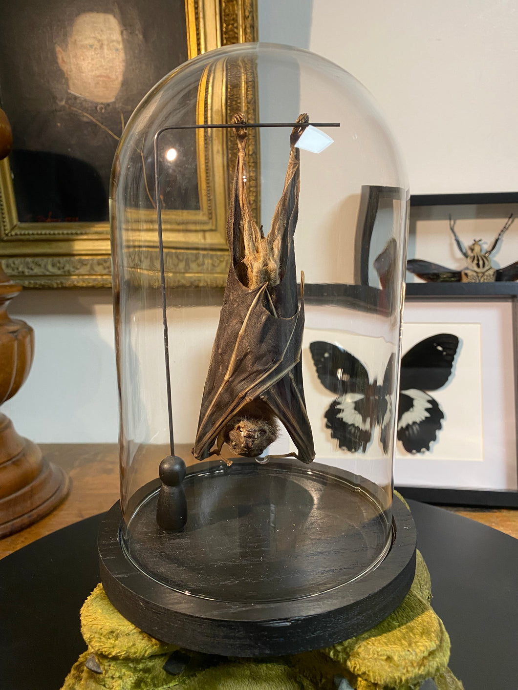 Chauve-souris eonycteris sous globe en verre