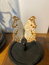 Charger l'image dans la galerie, Globe papillon
