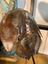 Charger l&#39;image dans la galerie, Limule sur support
