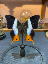 Charger l'image dans la galerie, Papillon Palla violinitens sous globe en verre
