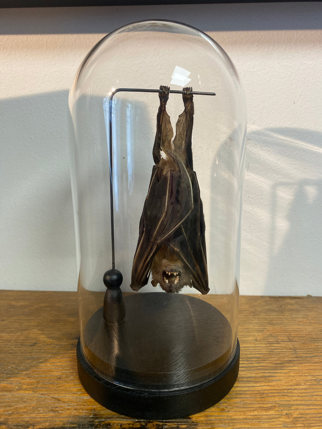 Chauve-souris eonycteris ( petit défaut).