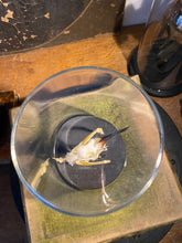 Charger l'image dans la galerie, Squelette d’oiseau sous verre
