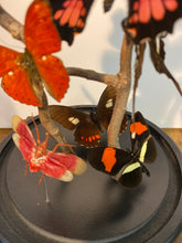 Charger l&#39;image dans la galerie, Globe envolée de papillons d’insectes

