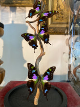 Charger l&#39;image dans la galerie, Envolée de papillons graphium weiskei
