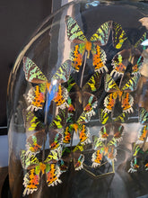 Charger l&#39;image dans la galerie, Globe d’urania de Madagascar
