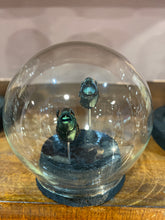 Charger l'image dans la galerie, Globe bulle couple d’onthophagus
