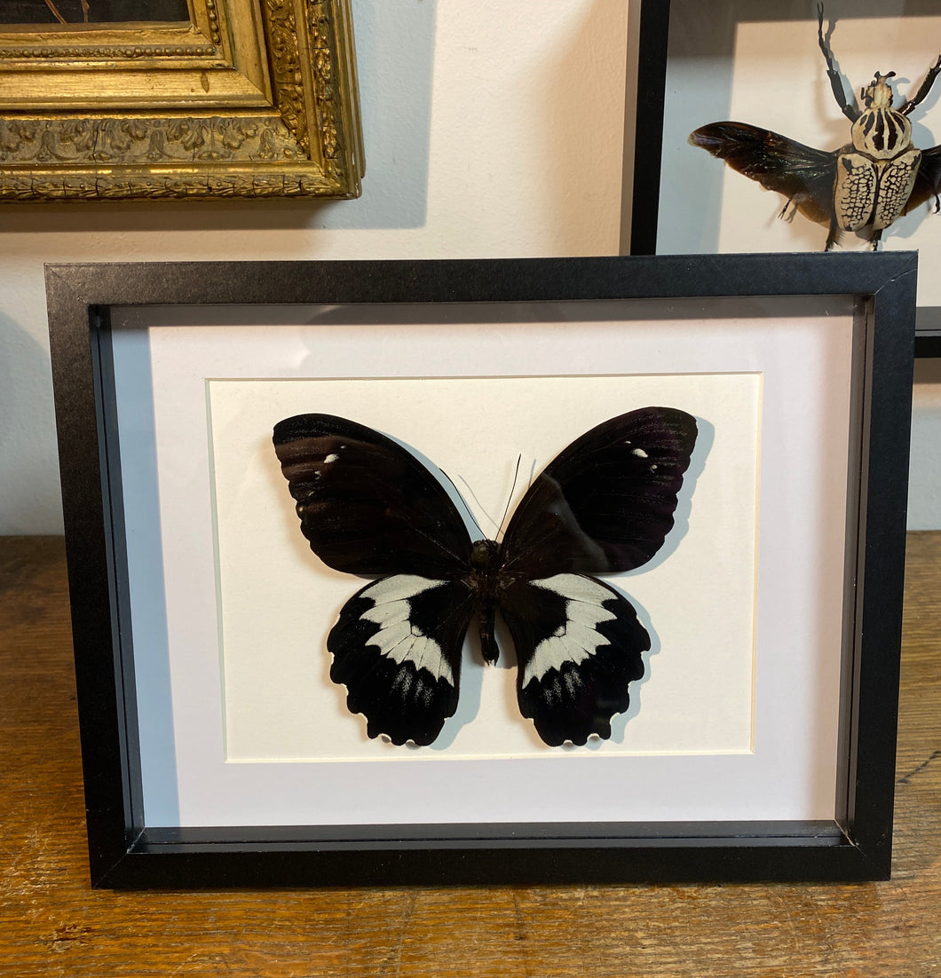 Cadre papillon « papilio gambrisius »