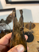 Charger l&#39;image dans la galerie, Chauve-souris eonycteris ( petit défaut).
