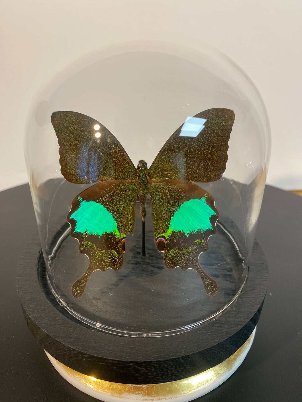 Globe papillon