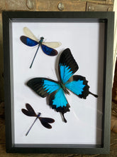 Charger l&#39;image dans la galerie, Cadre envolée de papillon et libellules
