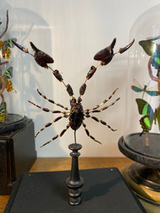 Eclaté de scorpion sous vitrine