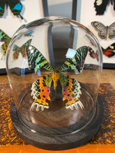 Charger l&#39;image dans la galerie, Globe papillon
