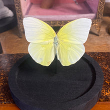 Charger l&#39;image dans la galerie, Globe papillon
