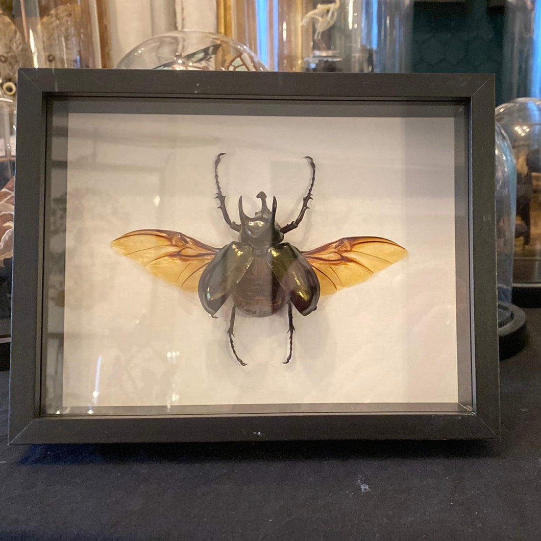 Cadre chalcosoma atlas ailes ouvertes