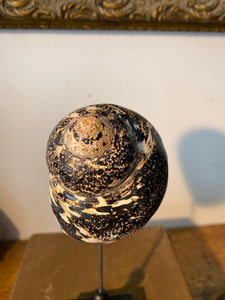 Coquillage cittarium pica