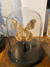 Charger l'image dans la galerie, Globe papillon
