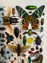 Charger l'image dans la galerie, Cadre aux insectes

