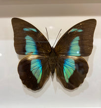 Charger l'image dans la galerie, Cadre papillon « Archaeoprepona demophon»
