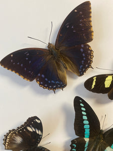 Cadre envolée de papillon