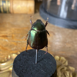 Petit globe anomala
