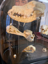 Charger l&#39;image dans la galerie, Globe aux crânes
