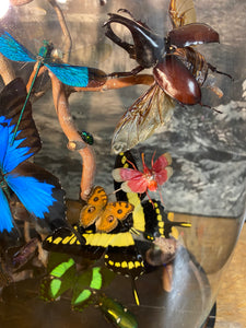 Envolée d’insectes sous globe napoléonien (ENVOI À ORGANISER AVANT ACHAT)