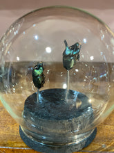 Charger l'image dans la galerie, Globe bulle couple d’onthophagus
