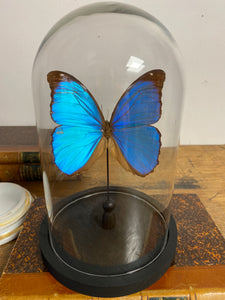 Globe papillon