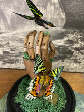 Charger l&#39;image dans la galerie, Papillons urania ripheus sur main en bois
