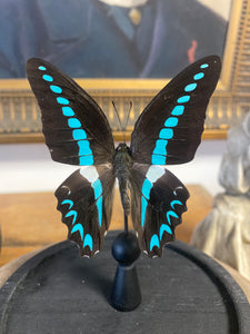 Globe papillon graphium millon