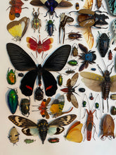 Charger l'image dans la galerie, Cadre aux insectes
